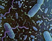 bacteria-stock-bg.jpg